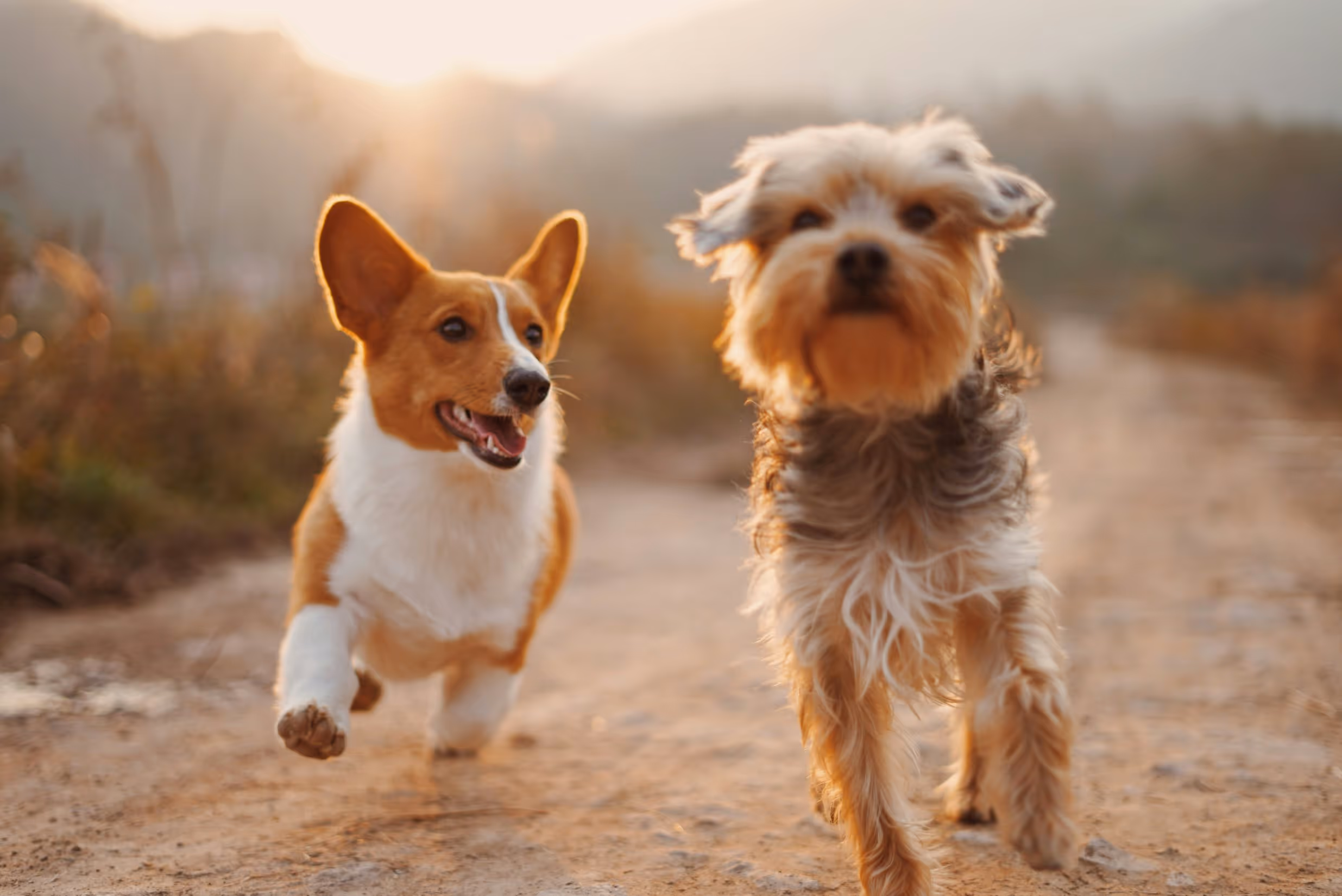 How to choose dog food by age