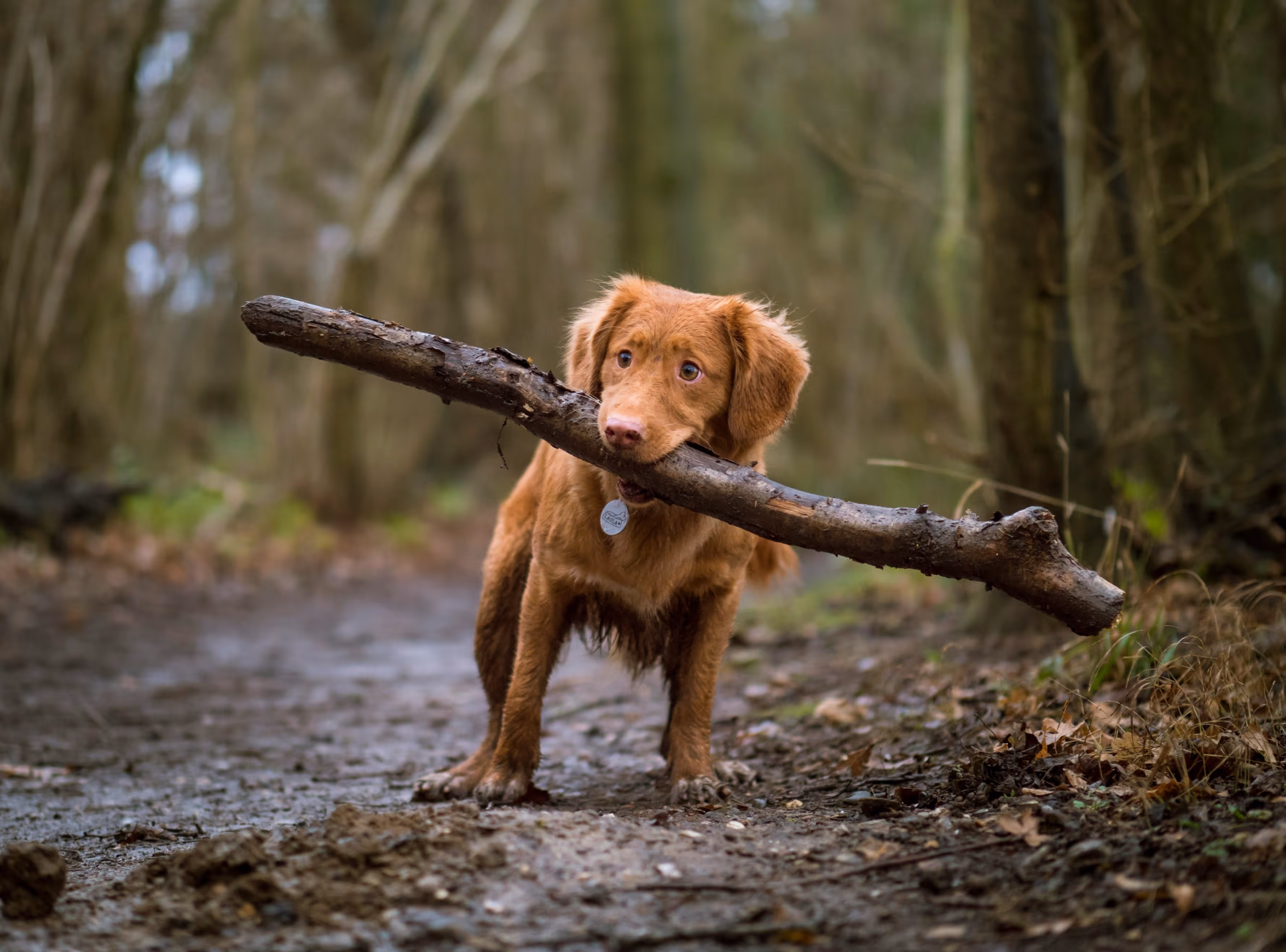 TOP 7 Essential Accessories for a Puppy